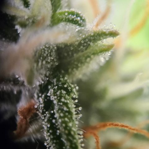 Ice Cream Cake Automatic growlog timeline photo