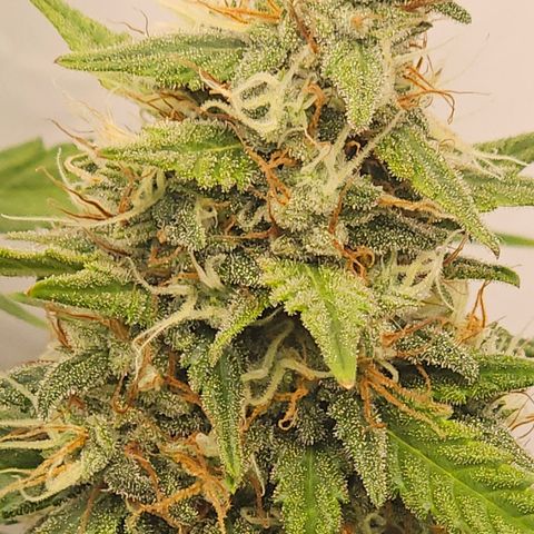 Ice Cream Cake Automatic growlog timeline photo