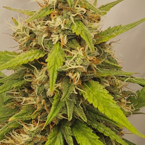 Ice Cream Cake Automatic growlog timeline photo