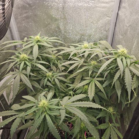 Amnesia Haze Automatic growlog timeline photo