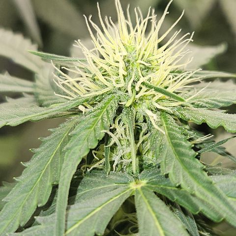 Amnesia Haze Automatic growlog timeline photo