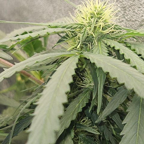 Amnesia Haze Automatic growlog timeline photo