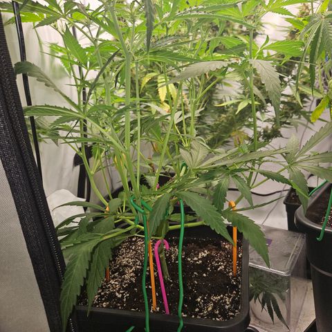 Krüppel Watermelon Candy F1 Automatic growlog timeline photo
