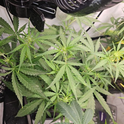 Krüppel Watermelon Candy F1 Automatic growlog timeline photo