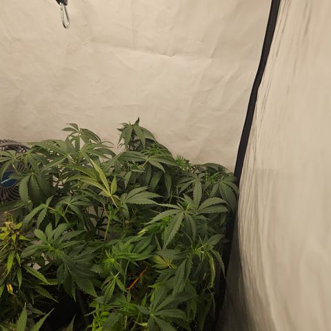Ice Cream Cake growlog timeline photo