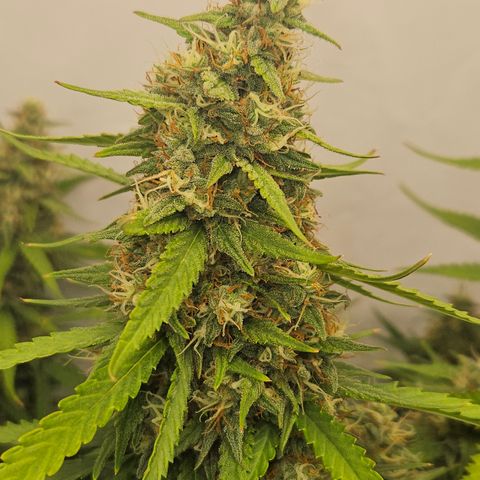 Ice Cream Cake Automatic growlog timeline photo