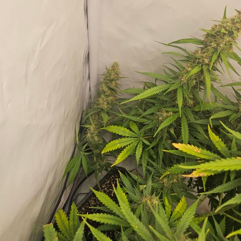 Ice Cream Cake Automatic growlog timeline photo