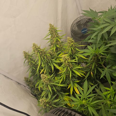 Ice Cream Cake Automatic growlog timeline photo