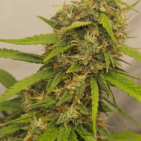 Ice Cream Cake Automatic growlog timeline photo