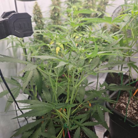 Krüppel Watermelon Candy F1 Automatic growlog timeline photo