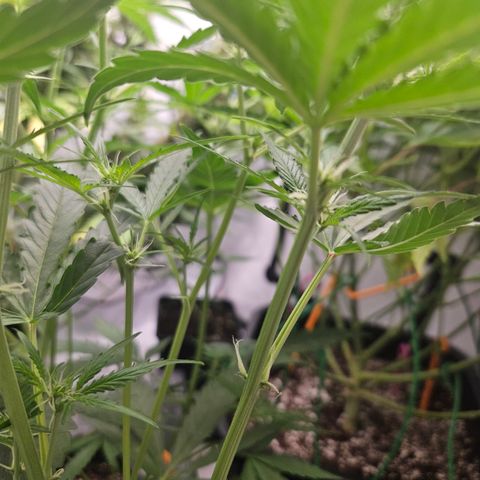 Krüppel Watermelon Candy F1 Automatic growlog timeline photo