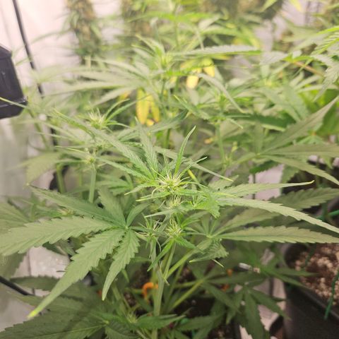Krüppel Watermelon Candy F1 Automatic growlog timeline photo