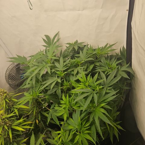 Ice Cream Cake growlog timeline photo