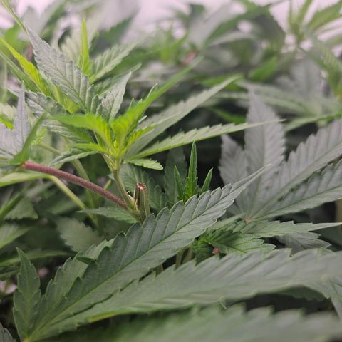 Ice Cream Cake growlog photo: Gestern alles getoppt, was ging :D