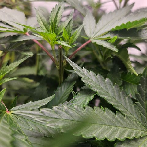 Ice Cream Cake growlog photo: Gestern alles getoppt, was ging :D