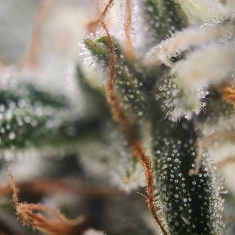 Ice Cream Cake Automatic growlog timeline photo