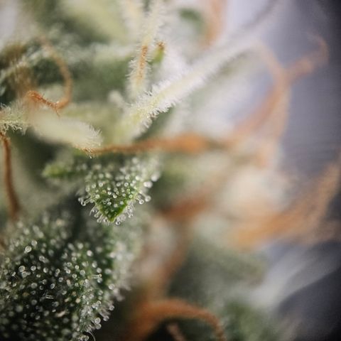 Ice Cream Cake Automatic growlog timeline photo