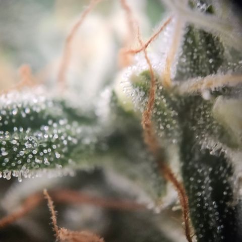 Ice Cream Cake Automatic growlog timeline photo