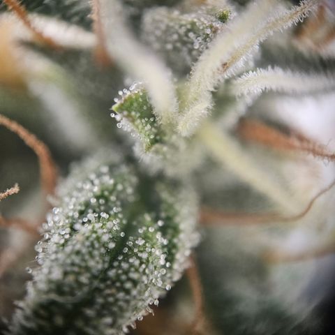 Ice Cream Cake Automatic growlog timeline photo