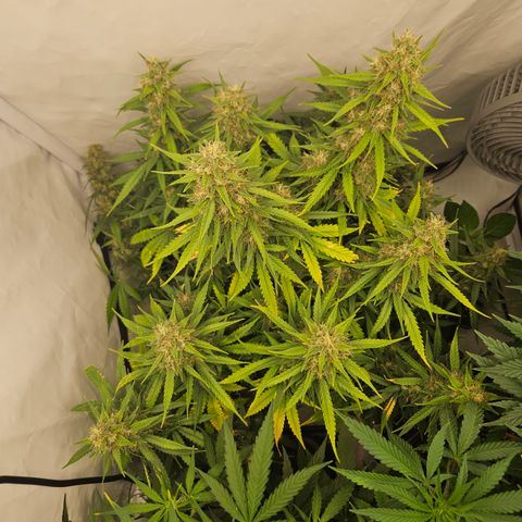Ice Cream Cake Automatic growlog timeline photo
