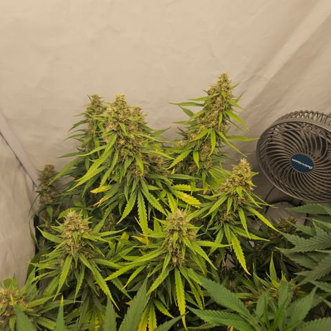 Ice Cream Cake Automatic growlog timeline photo