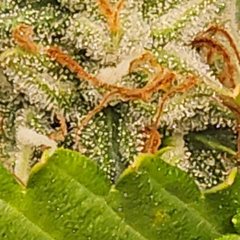 Ice Cream Cake Automatic growlog timeline photo