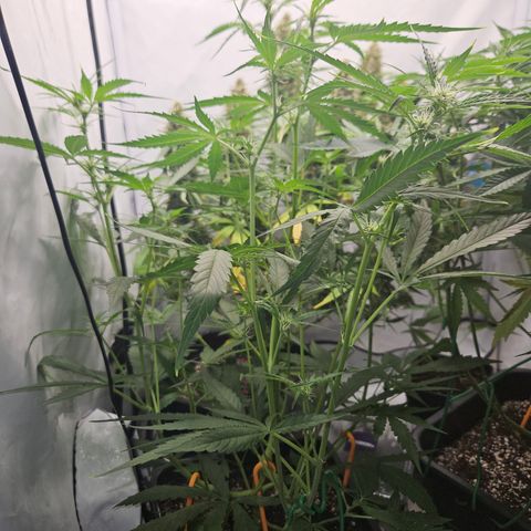 Krüppel Watermelon Candy F1 Automatic growlog photo: Größte Auto bisher, trotz Top