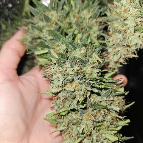 Ice Cream Cake Automatic growlog timeline photo