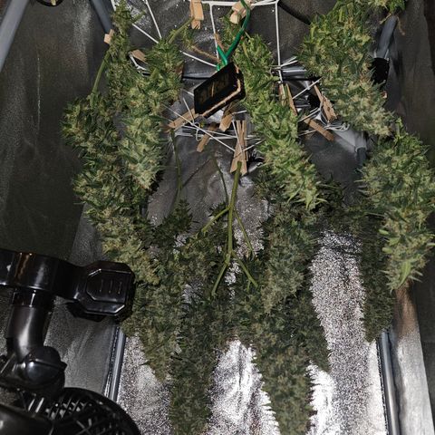 Ice Cream Cake Automatic growlog timeline photo