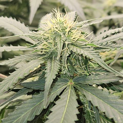 Amnesia Haze Automatic growlog timeline photo