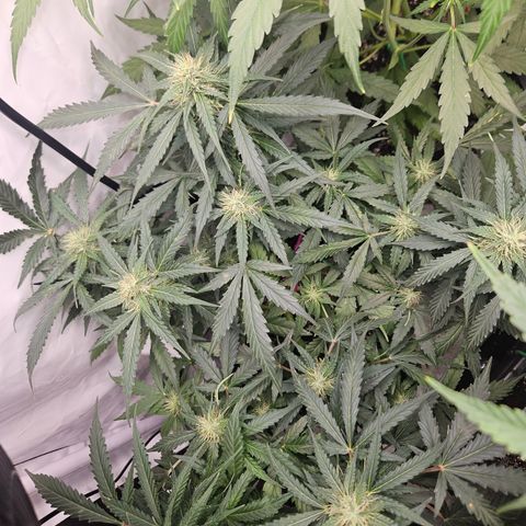Amnesia Haze Automatic growlog timeline photo