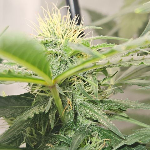 Amnesia Haze Automatic growlog timeline photo