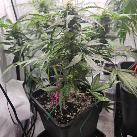 Amnesia Haze Automatic growlog timeline photo