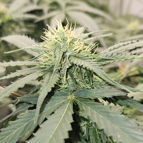 Amnesia Haze Automatic growlog timeline photo