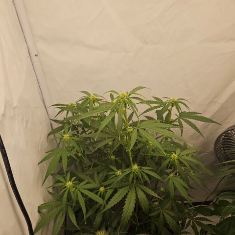 Krüppel Watermelon Candy F1 Automatic growlog timeline photo
