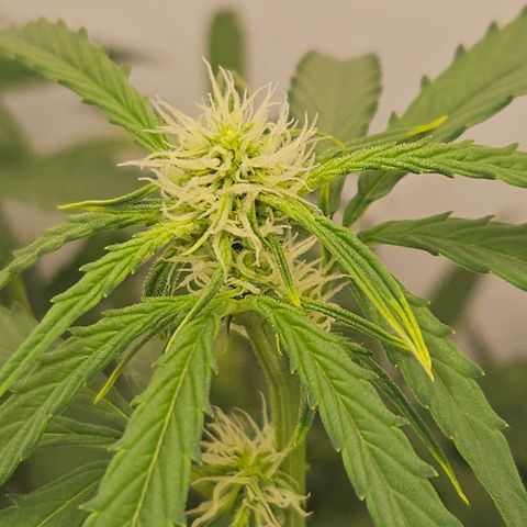 Krüppel Watermelon Candy F1 Automatic growlog timeline photo