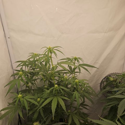 Krüppel Watermelon Candy F1 Automatic growlog timeline photo