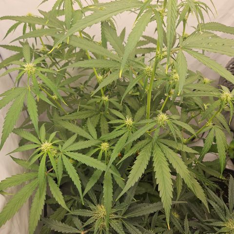 Krüppel Watermelon Candy F1 Automatic growlog timeline photo