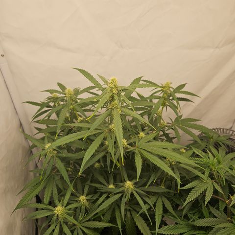Krüppel Watermelon Candy F1 Automatic growlog timeline photo