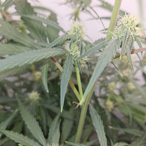 Krüppel Watermelon Candy F1 Automatic growlog timeline photo