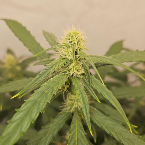 Krüppel Watermelon Candy F1 Automatic growlog timeline photo