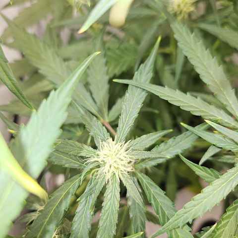 Krüppel Watermelon Candy F1 Automatic growlog timeline photo