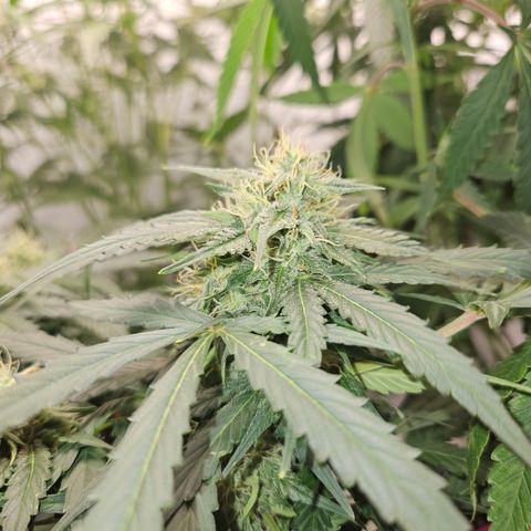 Amnesia Haze Automatic growlog timeline photo