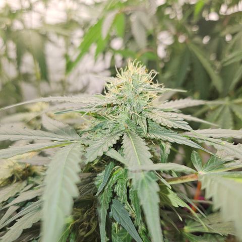 Amnesia Haze Automatic growlog timeline photo