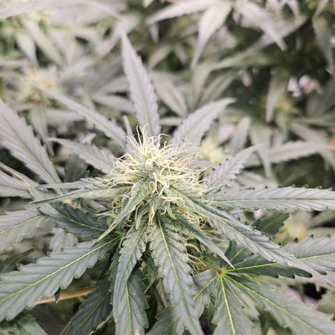 Amnesia Haze Automatic growlog timeline photo