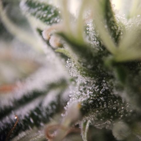 Amnesia Haze Automatic growlog timeline photo