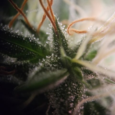 Amnesia Haze Automatic growlog timeline photo