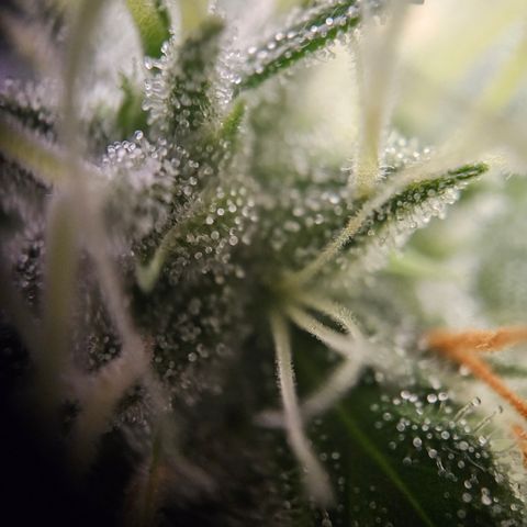 Amnesia Haze Automatic growlog timeline photo