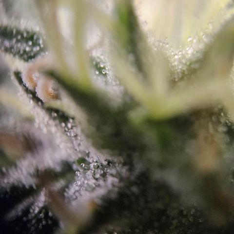 Amnesia Haze Automatic growlog timeline photo