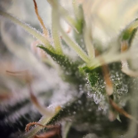 Amnesia Haze Automatic growlog timeline photo